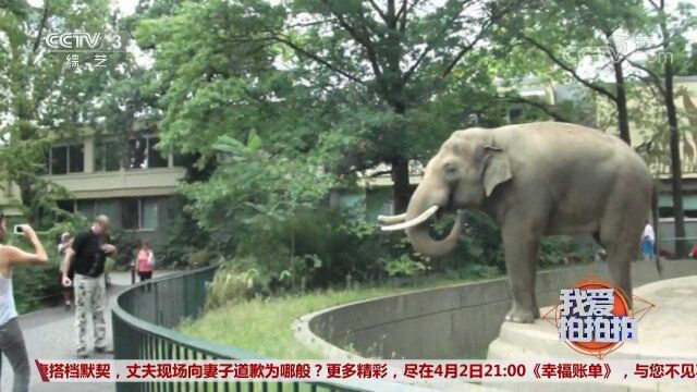 又萌又皮的大象戏耍游客,一次喷水让游客都愣住了