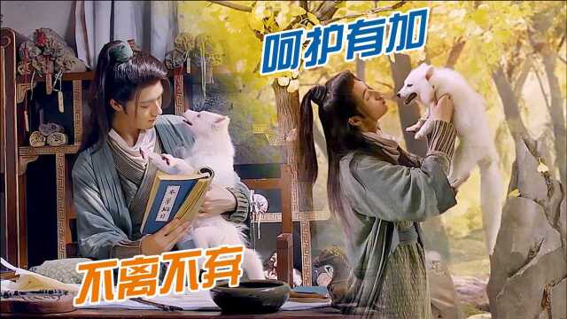 《猎妖记》:帅哥路边救下小狐狸,带回家居然化成美女