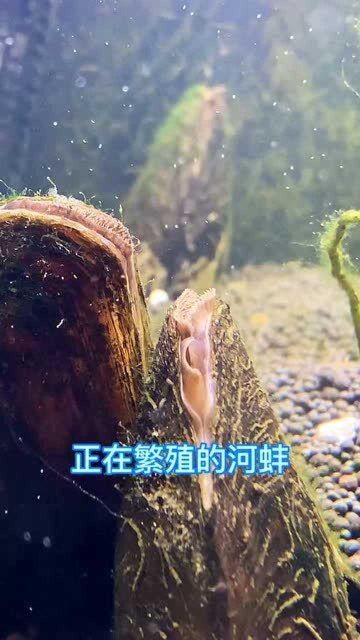 河蚌幼崽图片