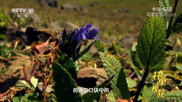 开有紫色花朵的“方形神草”,竟是铜矿指示植物