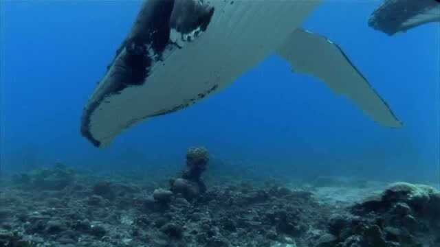 浅海区,座头鲸的托幼所1