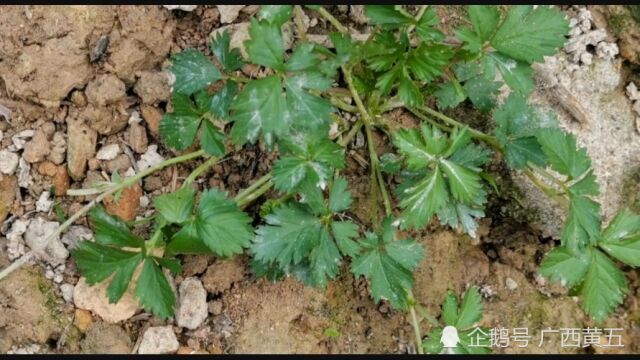 这种植物叫蛇泡草,是一种野生中草药,来认识一下吧