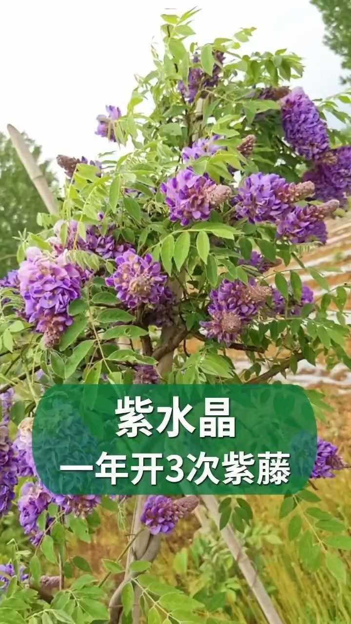 欧洲紫藤紫水晶,当年开花,三季都能开!_腾讯视频