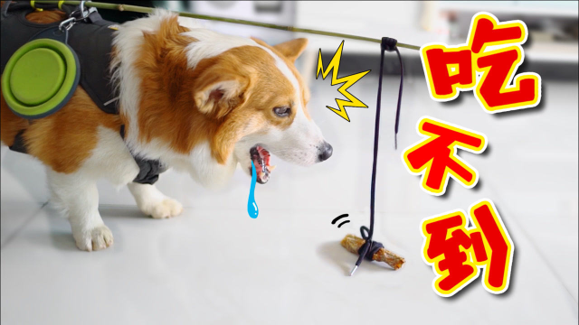 把肉干吊在柯基身上怎么追都吃不到铲屎官笑疯