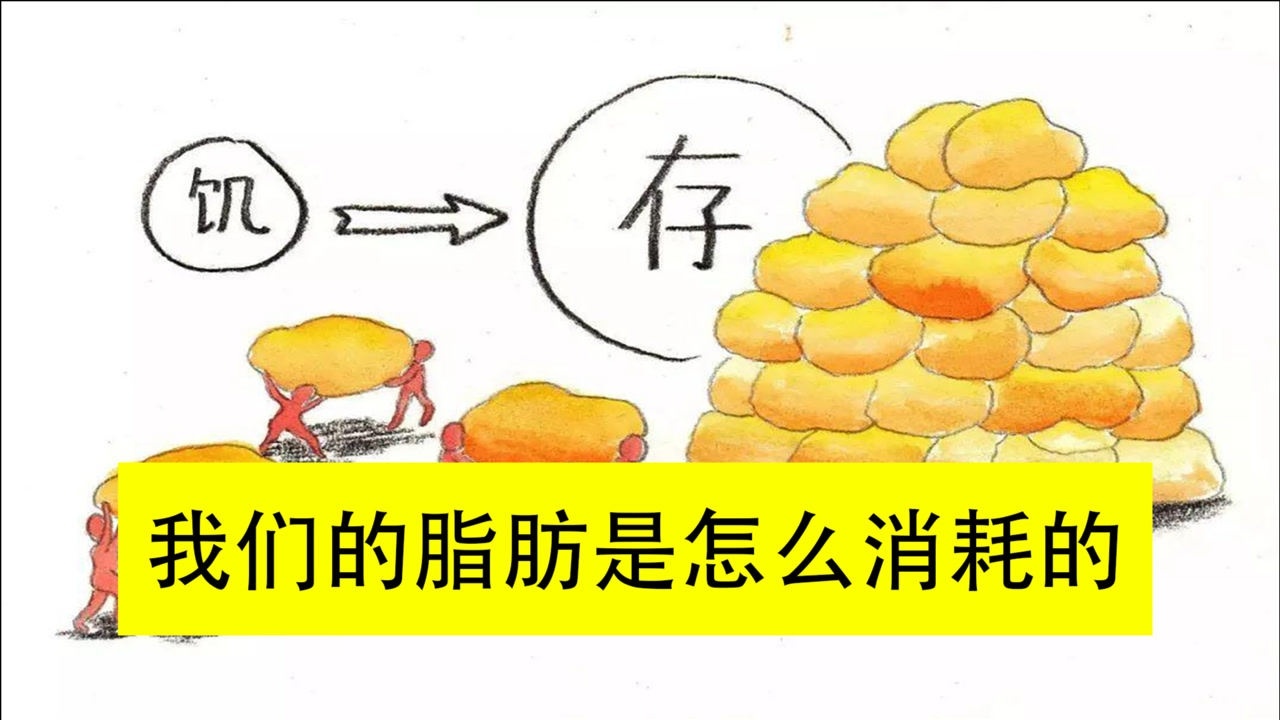 我们体内的脂肪是怎么消耗掉的看了视频才知道肥等于懒
