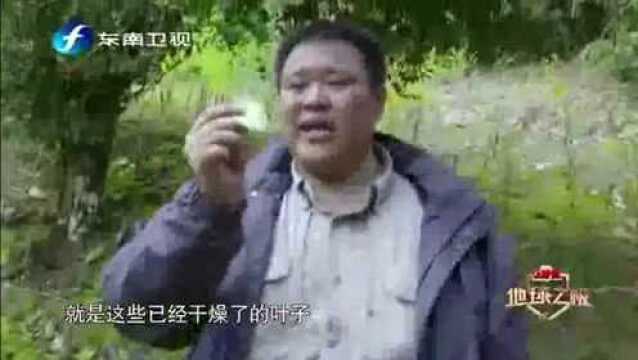 270科普古柯知识,它只是看起来可爱,制成毒品后害人不浅!