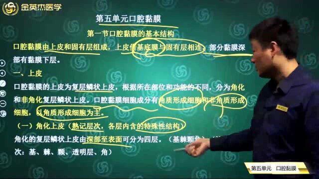 口腔组织病理学:口腔黏膜的组成及其基本结构,上皮和角化上皮的作用.