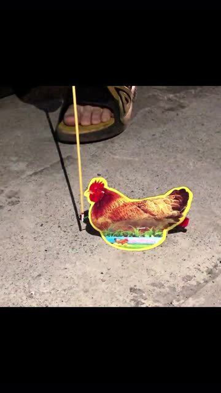 半自动烟花母鸡下蛋还可以这样操作为什么你们会有这么多奇奇怪怪的