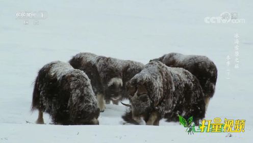 即使身上结了一层冰，麝牛也不怕冷！它们的皮毛很特殊