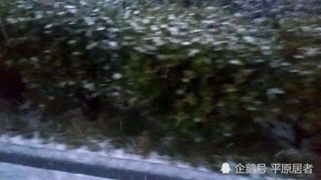 春天里的雪花飘飘