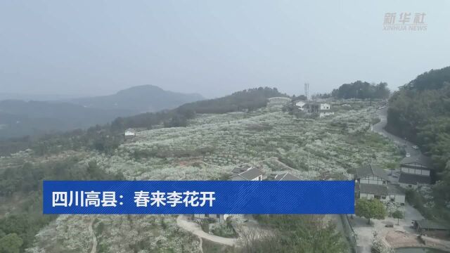 四川高县:春来李花开