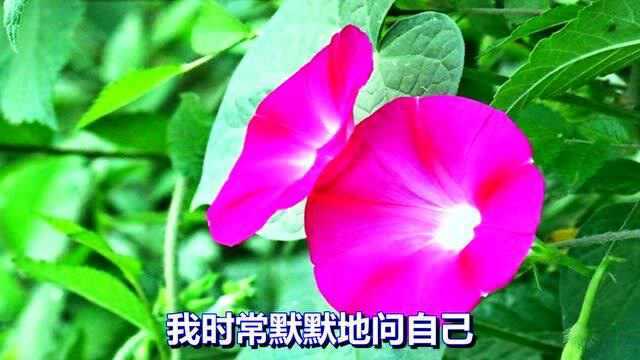 一首经典情歌《问自己》