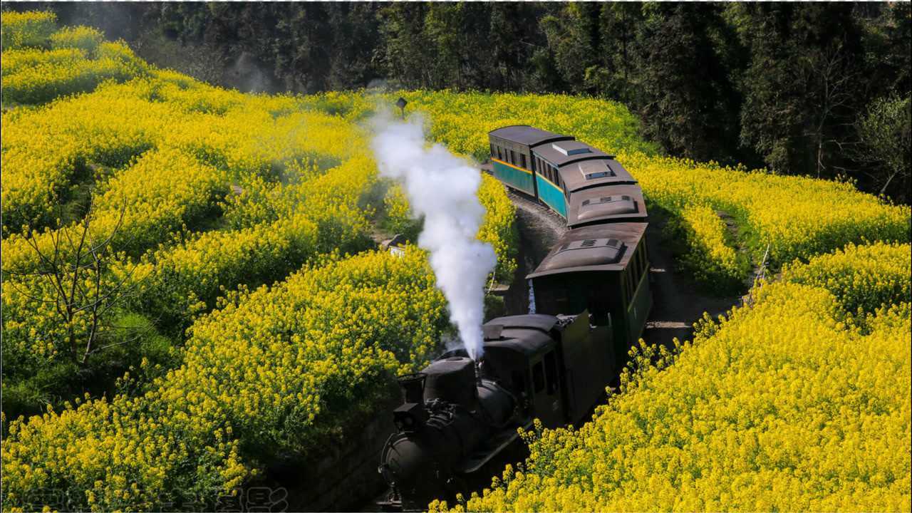 铁轨旁边的油菜花已经花开成片,嘉阳小火车又到了最吸引人的季节
