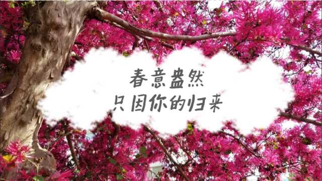 春到赣鄱校园,诗意的美豫章师范学院