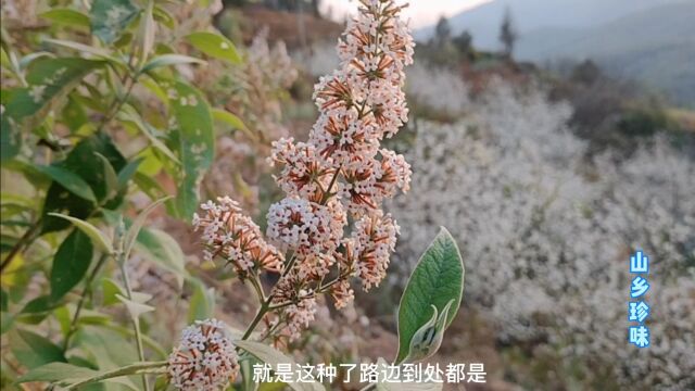 路边不起眼的密蒙花 ,也能做出香甜的黄米饭和粑粑