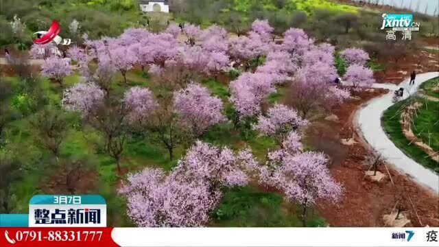 旅游待复苏:“微旅游” “赏花游”成新潮流