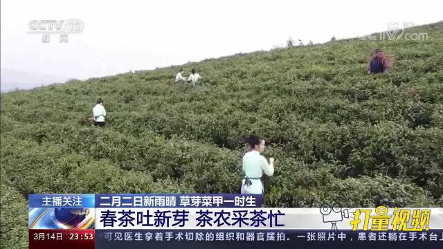 草芽菜甲一时生!春茶吐新芽,茶农采茶忙