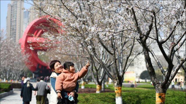 安徽合肥:又到每年赏花最佳季,和平广场樱花盛开,喜迎市民赏花留影