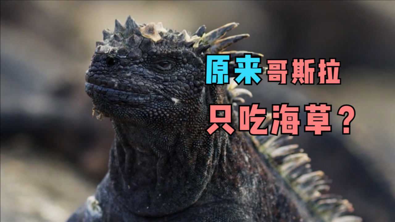 原来电影哥斯拉的原型海鬣蜥只吃海藻还被鸟欺负