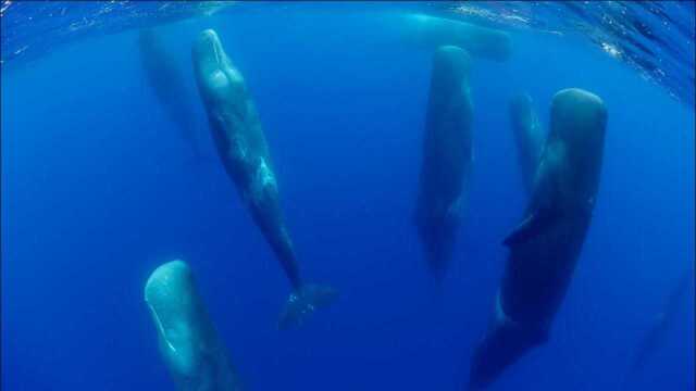 海底漂浮着许多“浮木”,原来竟是鲸鱼在睡觉,就不怕沉入海底吗?