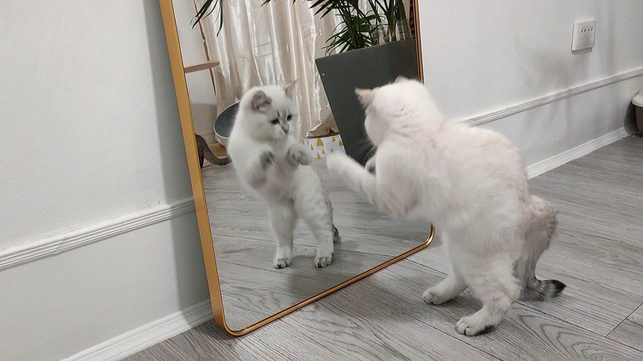 千万不要让你家猫照镜子,否则它就会认为镜子后面有猫.
