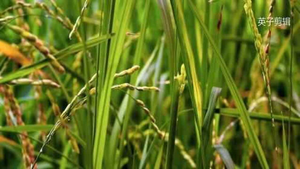 春天来了，万物复苏_高清