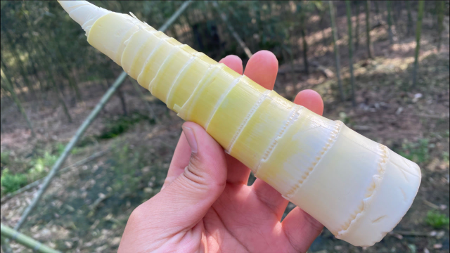 3.18雷竹笋炒肉_腾讯视频