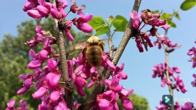 百姓视频播报:发布,邵武百花齐放.春游.