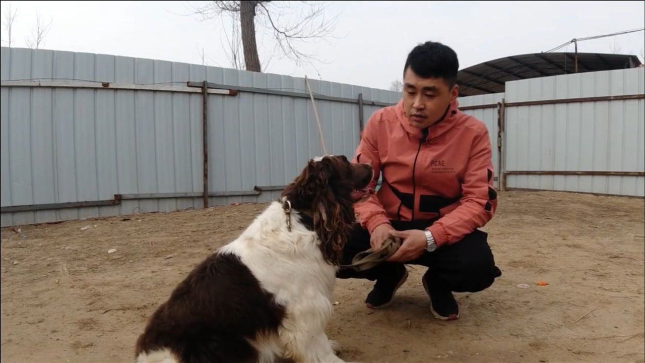 美國緝毒犬史賓格發情第三天,興奮度爆棚,看主人安排的啥老公?