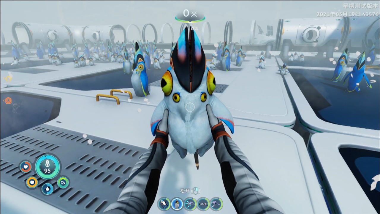 零度之下30:我抓了好多企鹅仔,放在一起养,场面太壮观了