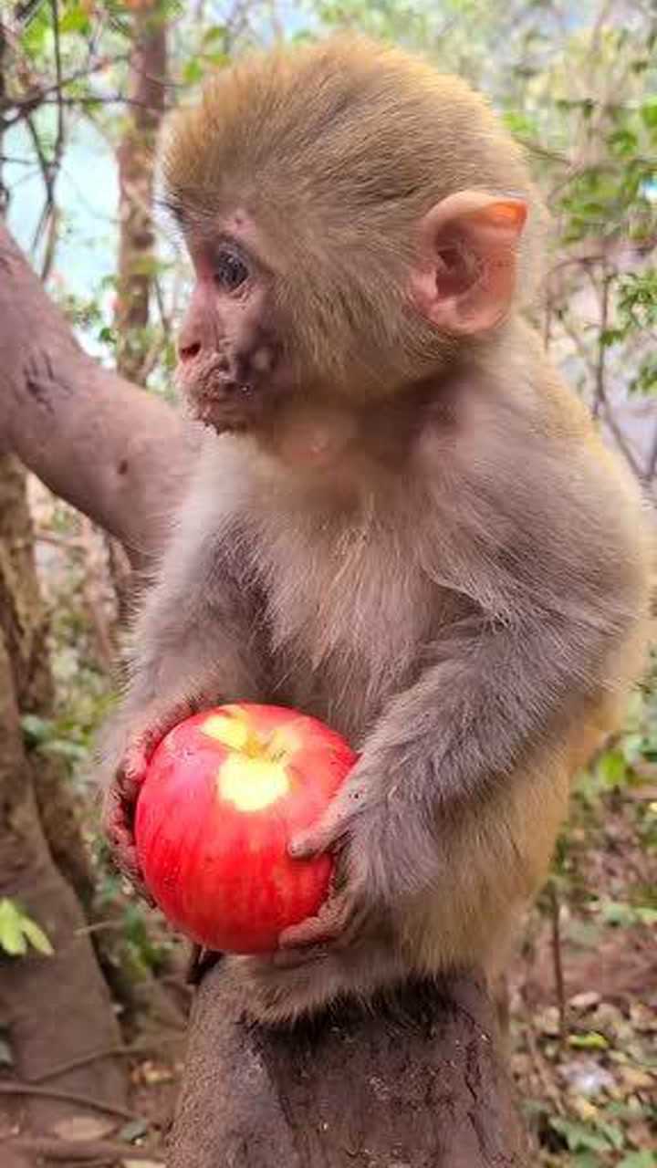 猴生第一次吃苹果,走上猴生巅峰,爱了爱了