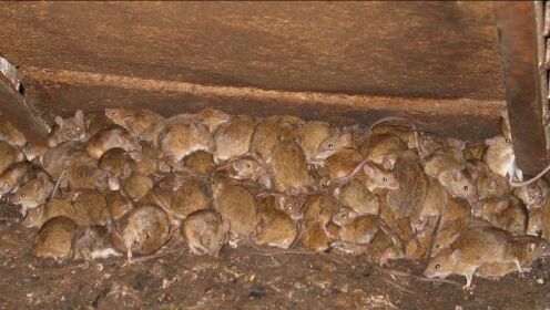 澳大利亚遭遇“鼠灾” 居民称被老鼠淹没一晚上能抓600只