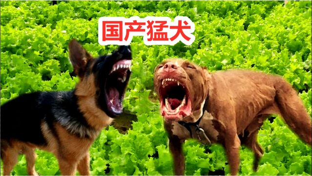 把德国牧羊犬和土狼犬搭配后,诞生了顶级军犬,昆明犬战斗力有多强