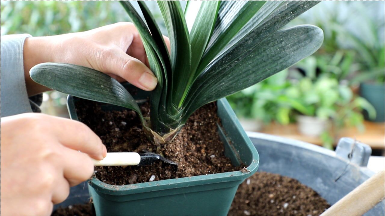 给君子兰换盆,做好2个"细节",不伤根还养根