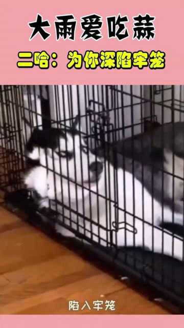 大雨爱吃蒜二哈为你深陷牢笼_腾讯视频