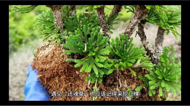 还魂草是一种什么样的草,去山上看到了记得带一颗回家有大作用