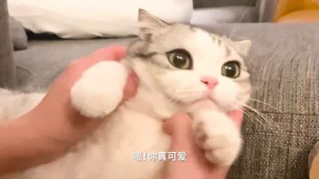 热闹的家突然很安静,猫疑惑得不停喵喵叫起来,猜猜最后发生什么了