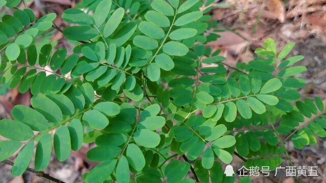 这种植物叫红香藤,是一种野生中草药,叶子长得很漂亮,认识一下吧