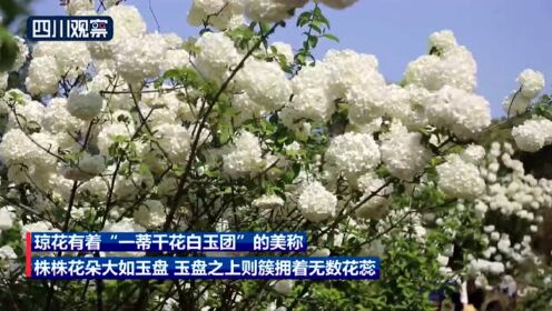 泸州纳溪：琼花绽放压枝头 一蒂千花白玉团