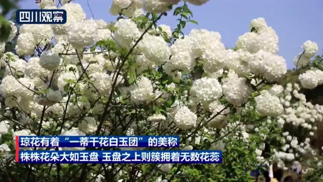 泸州纳溪:琼花绽放压枝头 一蒂千花白玉团