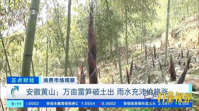 安徽黄山:万亩雷笋破土出,雨水充沛价格涨