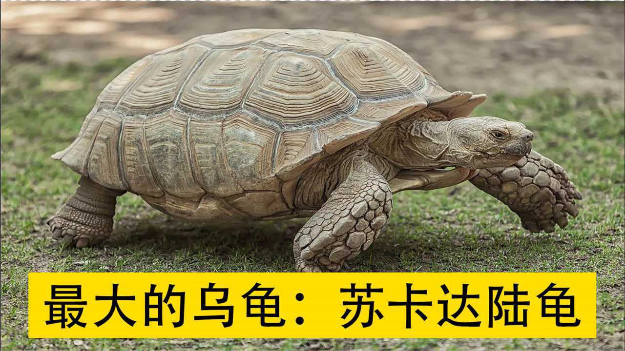 体型最大的乌龟苏卡达陆龟,大到能让人骑,并且主要以植物为食