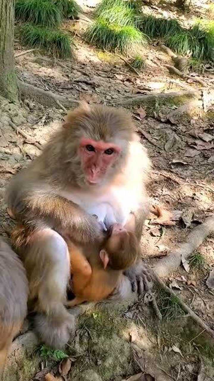 這個老猴子是在幹什麼呢?有時候自己餓了就喝自己的奶