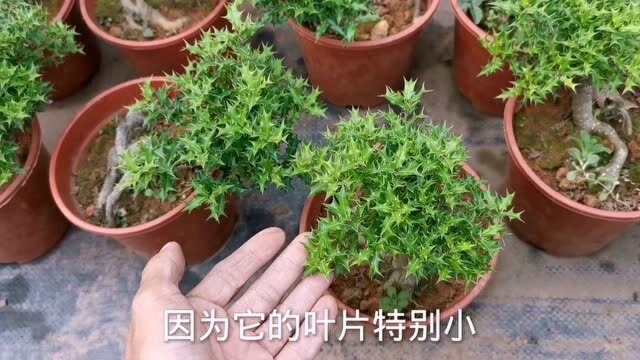 被名字耽误的盆景,名字不好没人要,这样的植物都有哪几种?