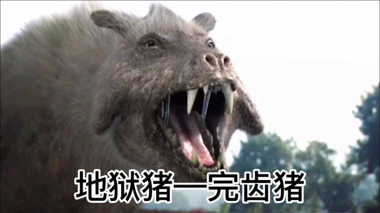 "猪中帝王"-完齿猪,也叫来自地狱的猪