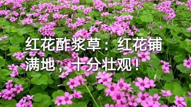 红花酢浆草:红花铺满地,明眸草一萱!