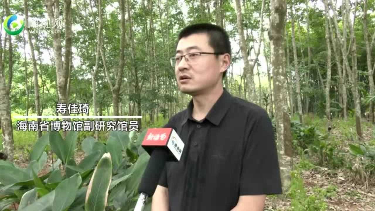 海南日记|与历史对话为文物保护发声文学名家探访琼中明代水会所城址腾讯视频}