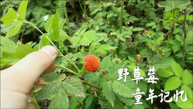 野草莓馋坏了小伙和表妹,你小时候吃过吗,有没有勾起童年记忆?