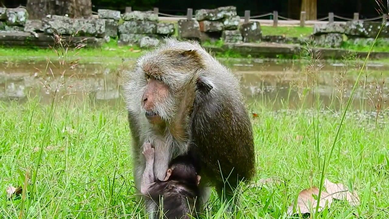 一只大猴子要换毛了,身上的老毛像蓑衣