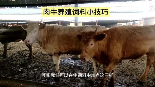 肉牛养殖饲料小技巧